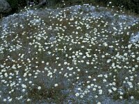 Anthemis chia 2, Saxifraga-Jan van der Straaten