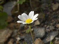 Anthemis chia 3, Saxifraga-Jan van der Straaten