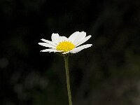 Anthemis chia 4, Saxifraga-Jan van der Straaten