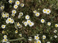 Anthemis chia 5, Saxifraga-Jan van der Straaten
