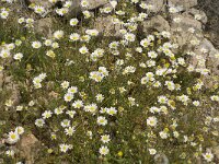 Anthemis chia 6, Saxifraga-Jan van der Straaten