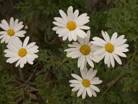 Anthemis chia 8, Saxifraga-Willem van Kruijsbergen