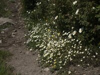 Anthemis maritima 10, Saxifraga-Willem van Kruijsbergen