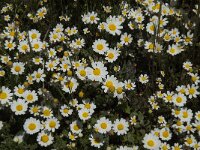 Anthemis maritima 11, Saxifraga-Willem van Kruijsbergen