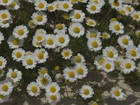 Anthemis maritima 2, Reukeloze kamille, Saxifraga-Jan van der Straaten