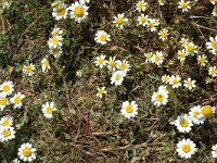 Anthemis maritima 3, Reukeloze kamille, Saxifraga-Jan van der Straaten
