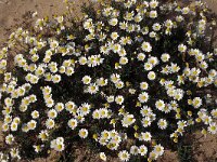 Anthemis maritima 4, Reukeloze kamille, Saxifraga-Piet Zomerdijk