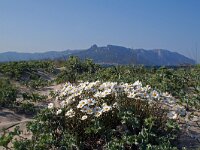 Anthemis maritima 6, Reukeloze kamille, Saxifraga-Jeroen Willemsen