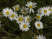 Anthemis maritima 7, Reukeloze kamille, Saxifraga-Jan van der Straaten
