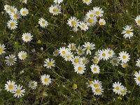 Anthemis maritima 8, Reukeloze kamille, Saxifraga-Jan van der Straaten