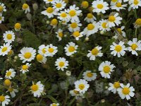 Anthemis maritima 9, Reukeloze kamille, Saxifraga-Willem van Kruijsbergen