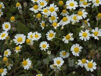 Anthemis maritima 9, Saxifraga-Willem van Kruijsbergen