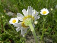 Anthemis mixta 3, Saxifraga-Rutger Barendse