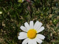 Anthemis mixta 4, Saxifraga-Rutger Barendse