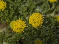 Anthemis rigida 10, Saxifraga-Willem van Kruijsbergen