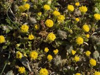 Anthemis rigida 11, Saxifraga-Willem van Kruijsbergen