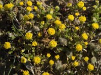 Anthemis rigida 12, Saxifraga-Willem van Kruijsbergen