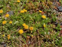 Anthemis rigida 14, Saxifraga-Peter Meininger