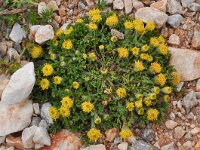 Anthemis rigida 15, Saxifraga-Harry Jans