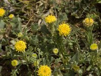 Anthemis rigida 2, Saxifraga-Jan van der Straaten