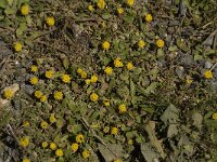 Anthemis rigida 3, Saxifraga-Jan van der Straaten