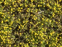 Anthemis rigida 4, Saxifraga-Jan van der Straaten