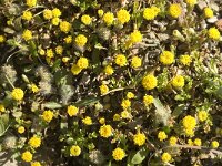 Anthemis rigida 5, Saxifraga-Jan van der Straaten