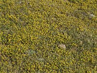 Anthemis rigida 6, Saxifraga-Jan van der Straaten
