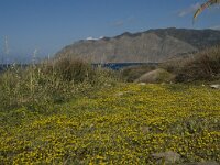 Anthemis rigida 7, Saxifraga-Willem van Kruijsbergen
