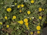 Anthemis rigida 9, Saxifraga-Willem van Kruijsbergen