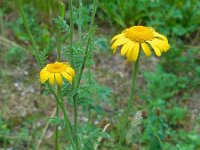 Anthemis tinctoria 10, Gele kamille, Saxifraga-Ed Stikvoort
