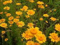 Anthemis tinctoria 11, Gele kamille, Saxifraga-Peter Meininger