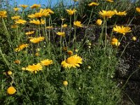 Anthemis tinctoria 12, Gele kamille, Saxifraga-Ed Stikvoort
