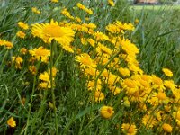 Anthemis tinctoria 13, Gele kamille, Saxifraga-Ed Stikvoort