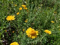 Anthemis tinctoria 14, Gele kamille, Saxifraga-Ed Stikvoort