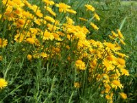 Anthemis tinctoria 15, Gele kamille, Saxifraga-Ed Stikvoort