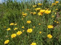 Anthemis tinctoria 16, Gele kamille, Saxifraga-Ed Stikvoort