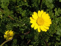 Anthemis tinctoria 17, Gele kamille, Saxifraga-Jan van der Straaten