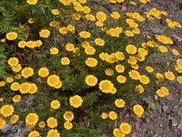 Anthemis tinctoria 18, Gele kamille, Saxifraga-Harry Jans  Anthemis tinctoria
