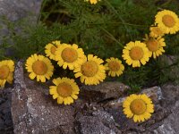 Anthemis tinctoria 19, Gele kamille, Saxifraga-Harry Jans  Anthemis tinctoria