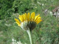 Anthemis tinctoria 2, Gele kamille, Saxifraga-Jasenka Topic