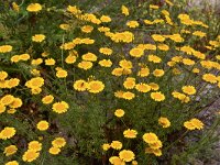 Anthemis tinctoria 20, Gele kamille, Saxifraga-Harry Jans  Anthemis tinctoria