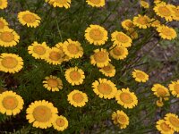 Anthemis tinctoria 21, Gele kamille, Saxifraga-Harry Jans  Anthemis tinctoria