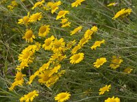 Anthemis tinctoria 23, Gele kamille, Saxifraga-Jan Nijendijk