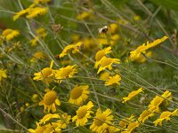 Anthemis tinctoria 24, Gele kamille, Saxifraga-Jan Nijendijk