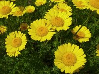 Anthemis tinctoria 26, Gele kamille, Saxifraga-Hans Grotenhuis