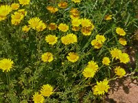 Anthemis tinctoria 27, Gele kamille, Saxifraga-Hans Grotenhuis