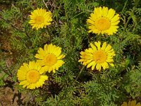 Anthemis tinctoria 28, Gele kamille, Saxifraga-Hans Grotenhuis