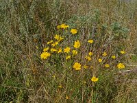 Anthemis tinctoria 29, Gele kamille, Saxifraga-Hans Grotenhuis
