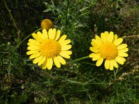 Anthemis tinctoria 3, Gele kamille, Saxifraga-Rutger Barendse